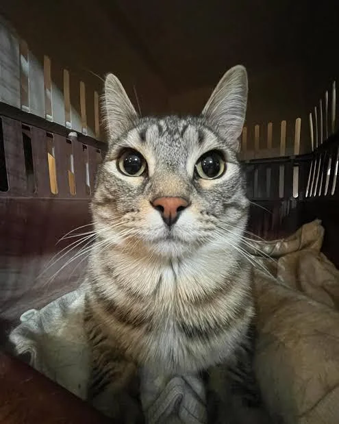 Zaza the cat